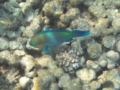 IMG_1226.jpg