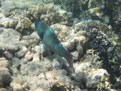 IMG_1331.jpg