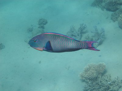 Red Sea