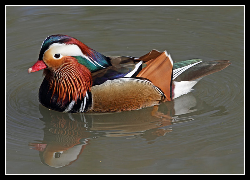 Mandarin Duck