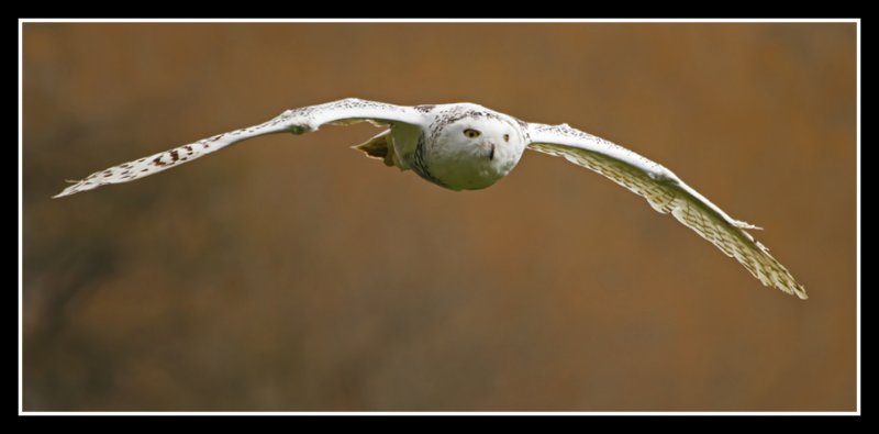 Snowy Owl