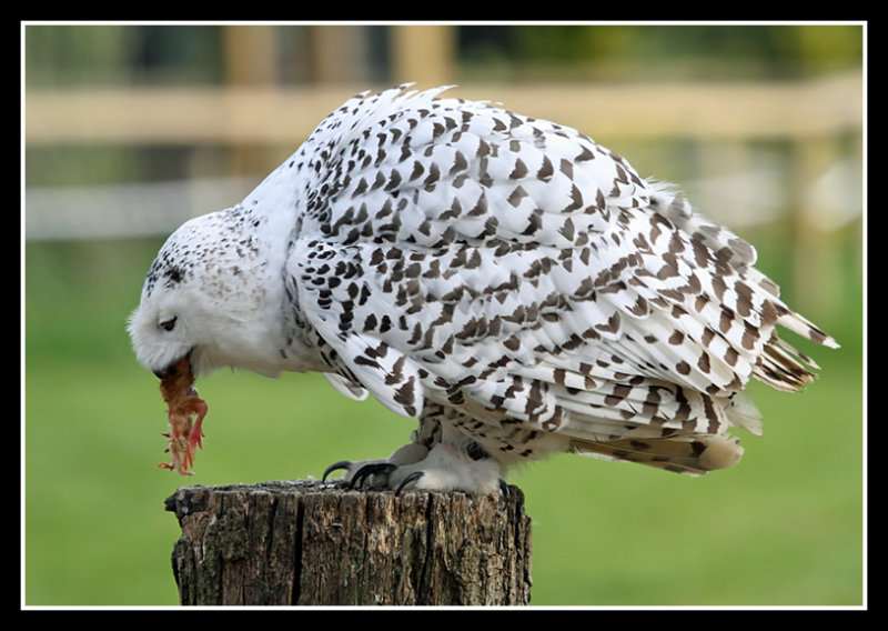 Snowy Owl