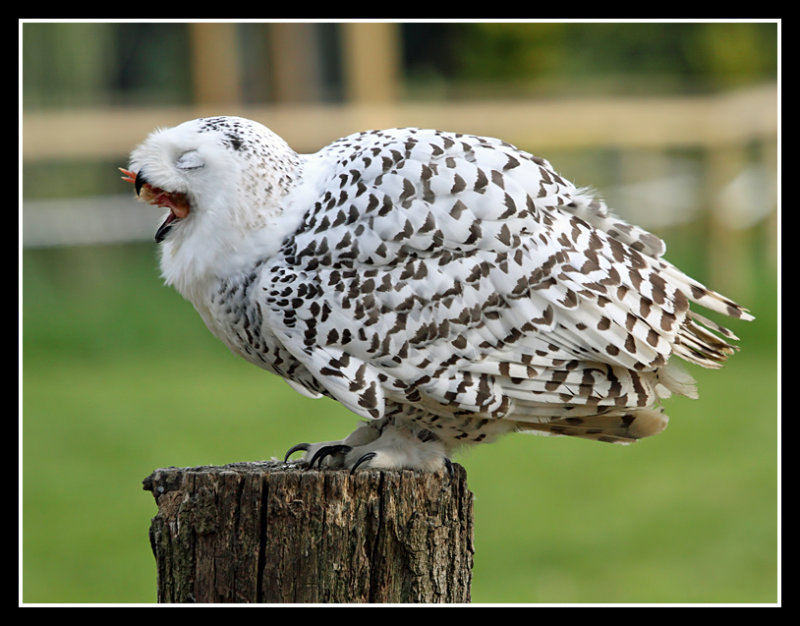 Snowy Owl