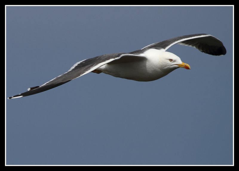 Lesser Black Backed Gull