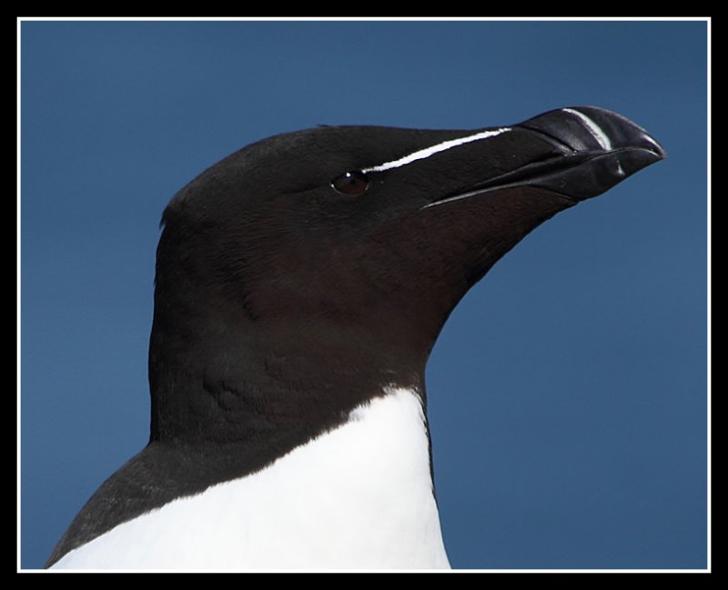 Razorbill