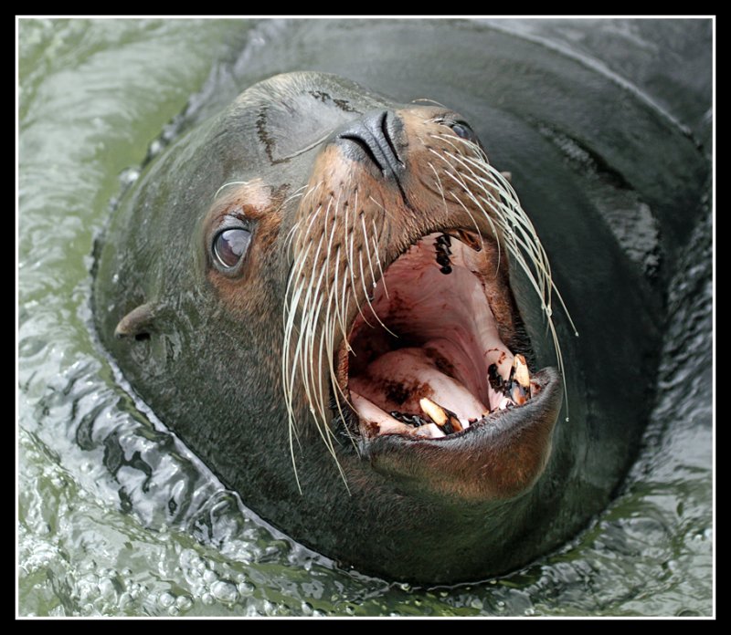 Sea Lion