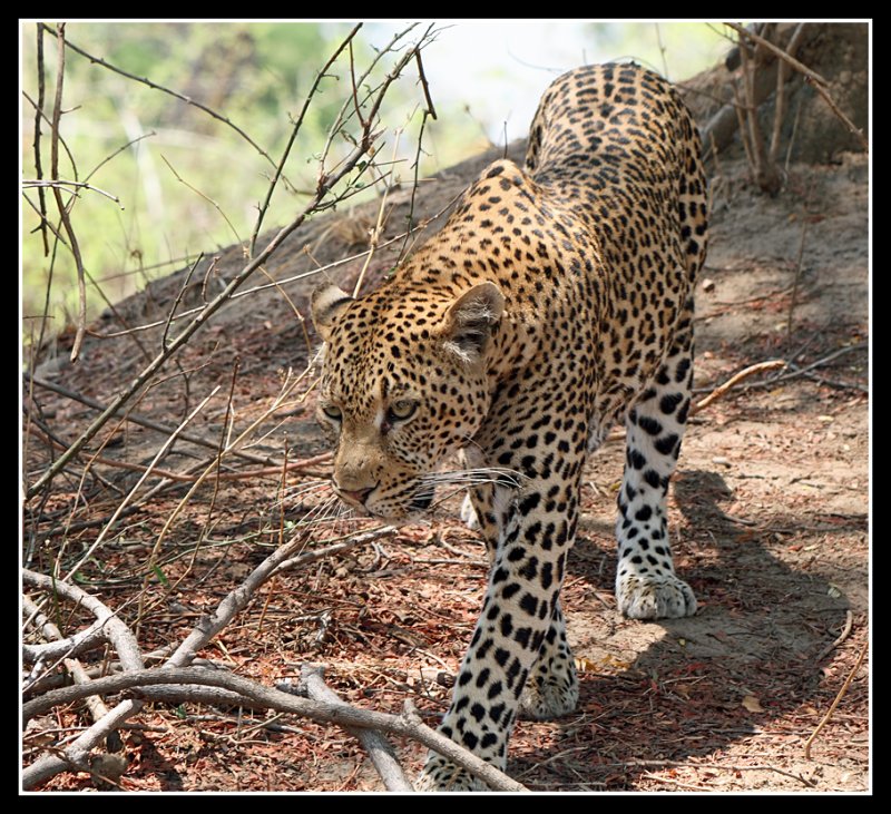 Male Leopard