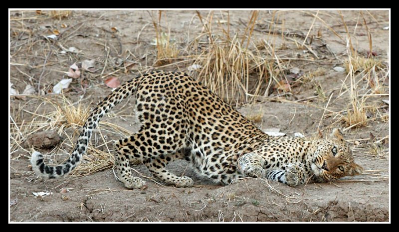 Female Leopard