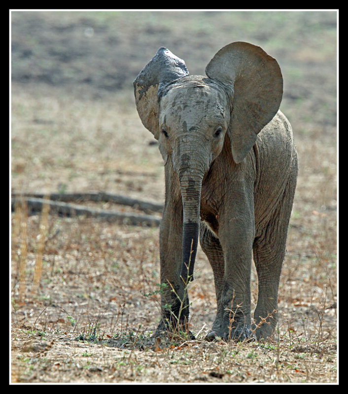 Youngster