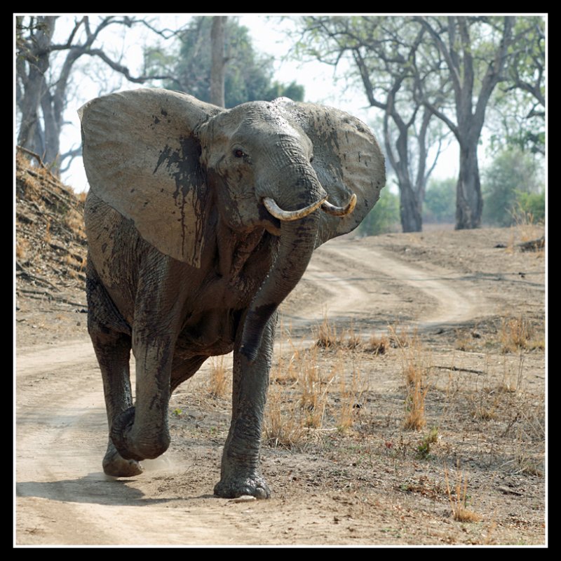 Angry Elephant