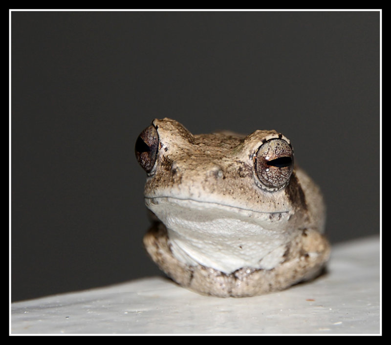 Frog