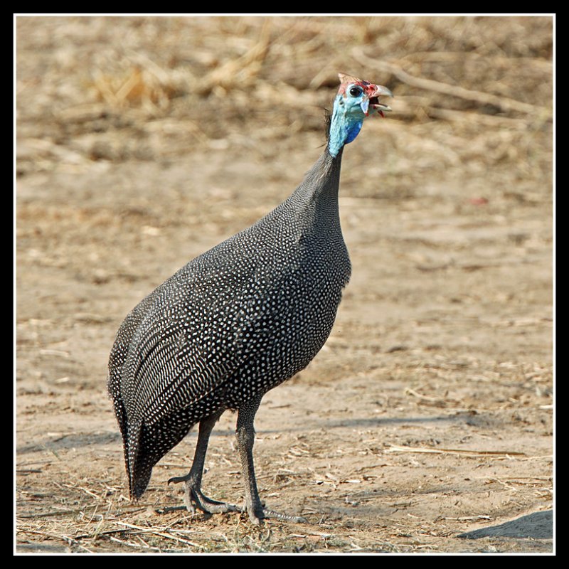 Guinea Fowl