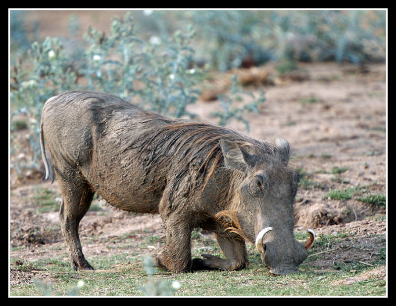 Warthog