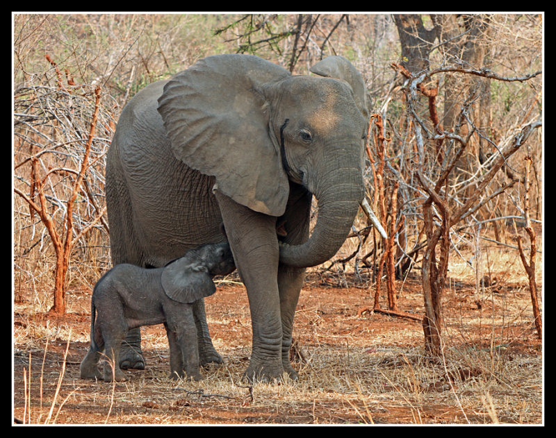 Elephant Baby Suckling