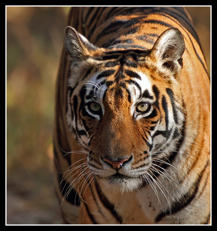 Tiger, Kanha