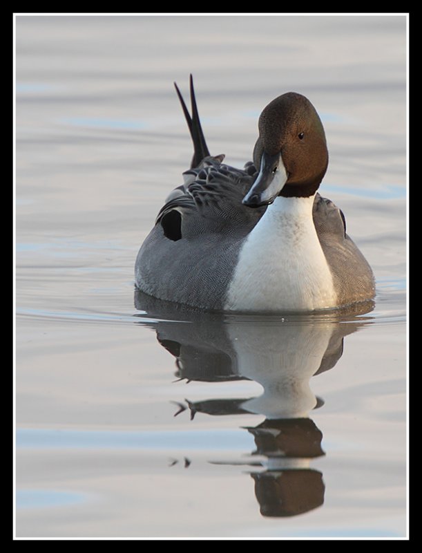 Northern Pintail