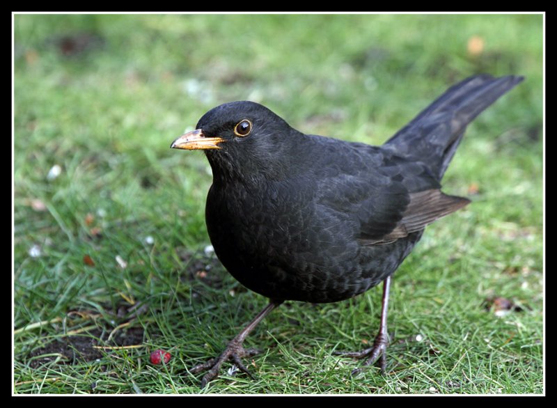 Blackbird
