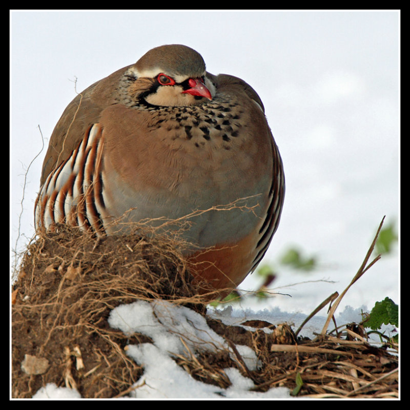 Red Legged Partridge