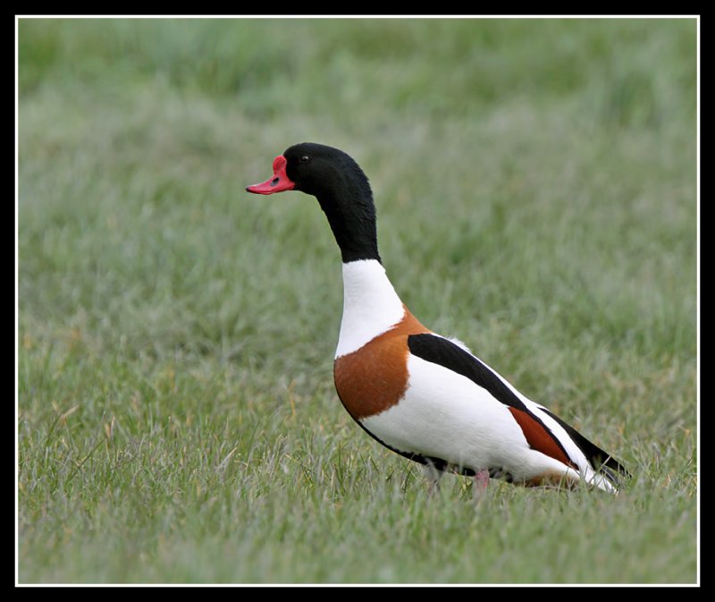 Shelduck