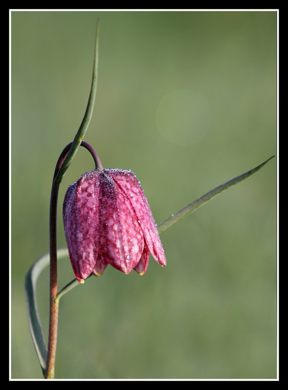 Snakes Head Fritillary, Cricklade North Meadow