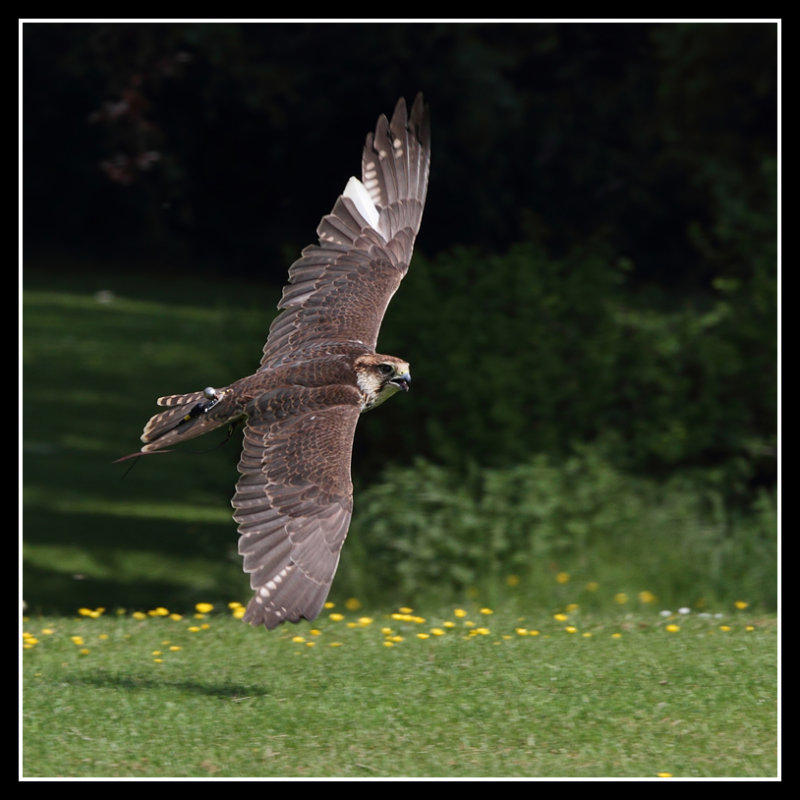 Lanner Falcon