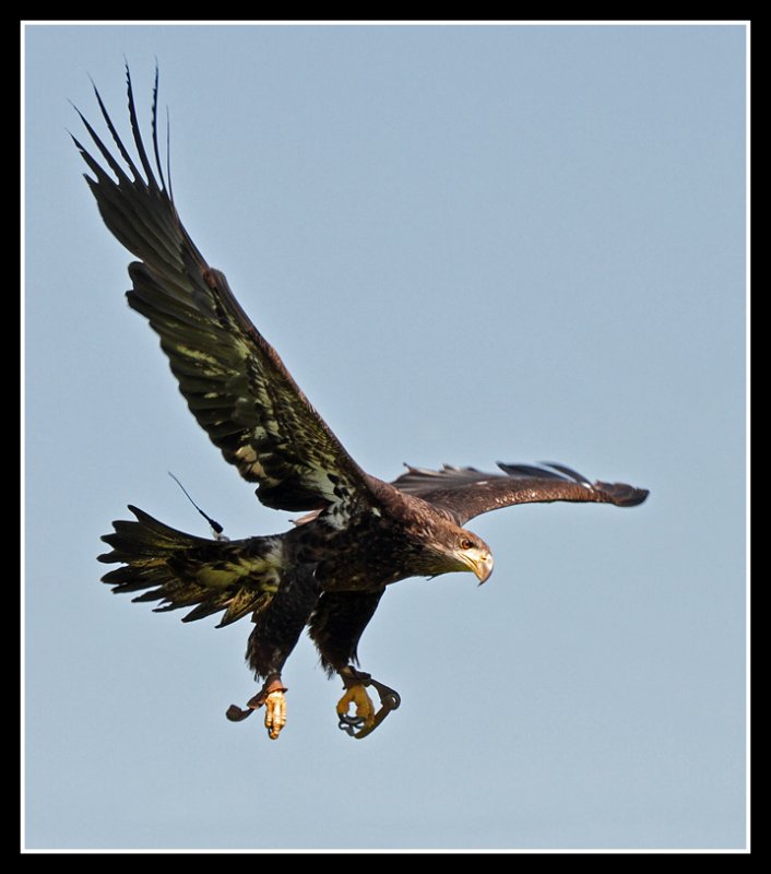 Bald Eagle