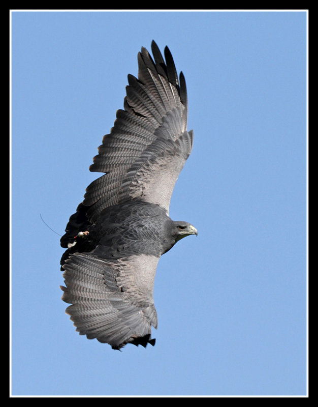 Grey Buzzard Eagle