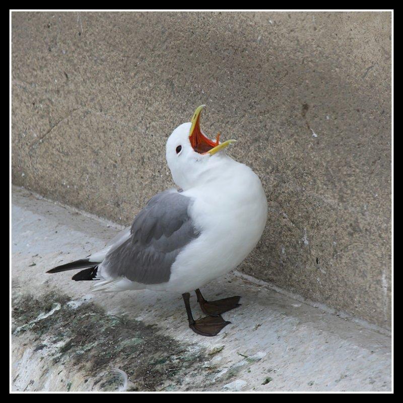 Kittiwake, Baltic Flour Mill, Gateshead