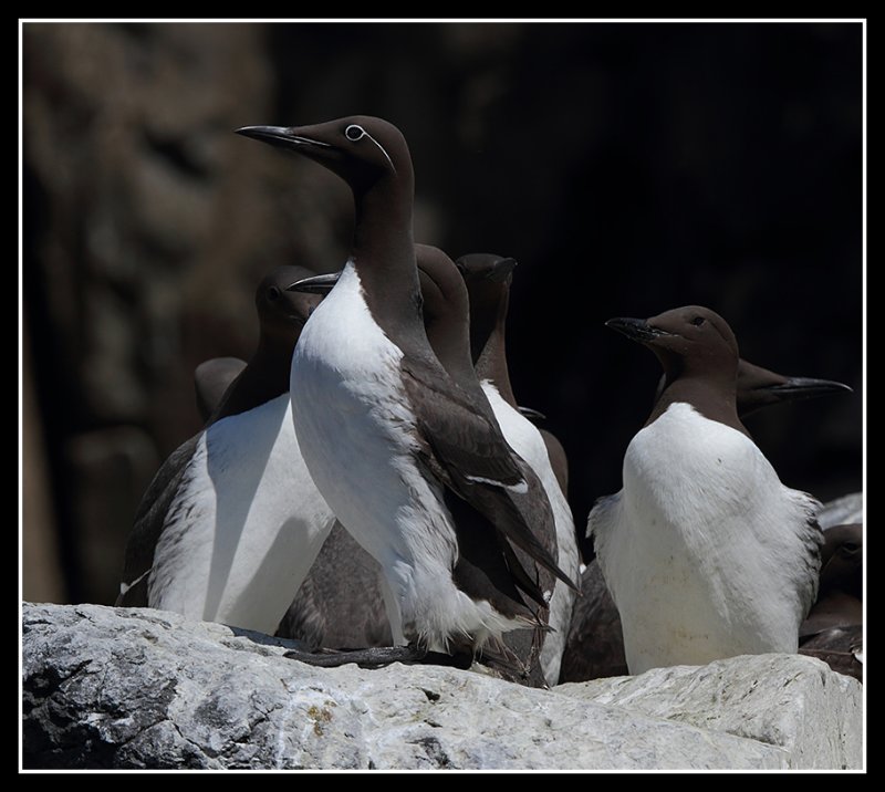 Bridled Guillemot