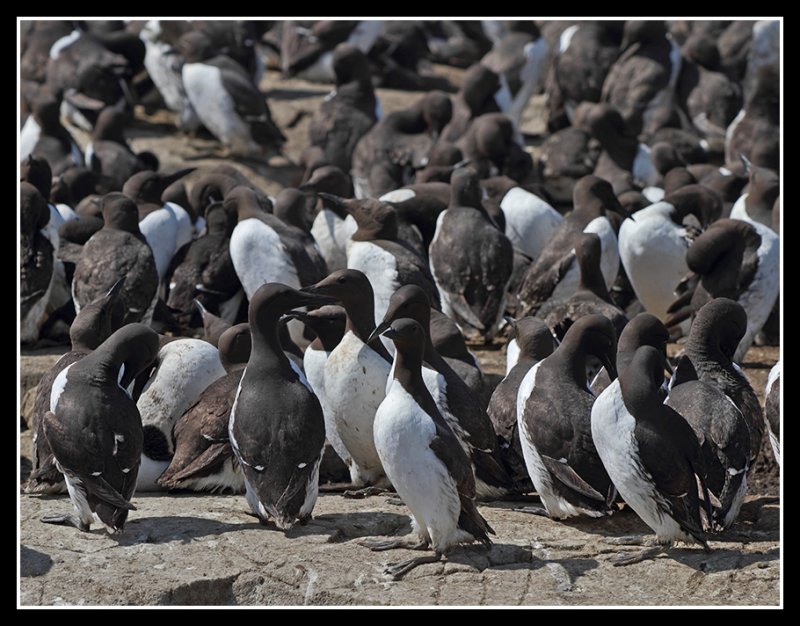 Guillemots