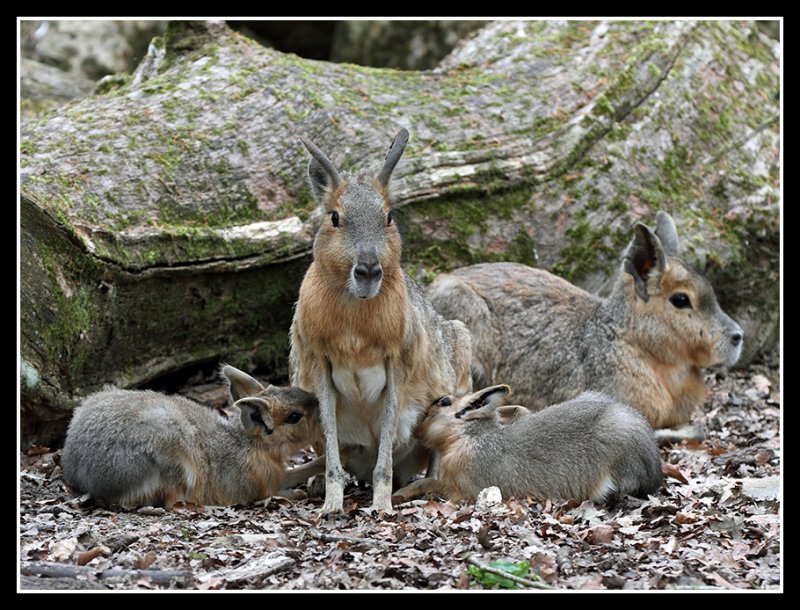 Patagonian Mara 