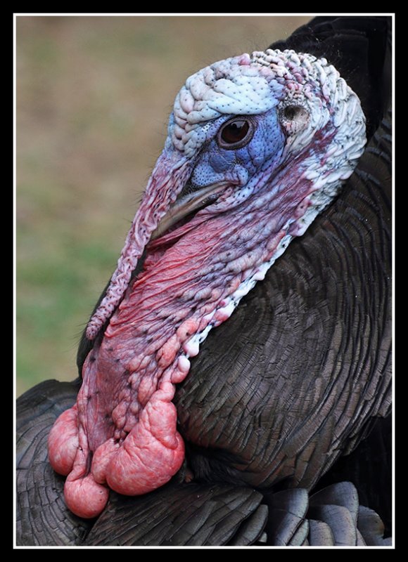 Turkey