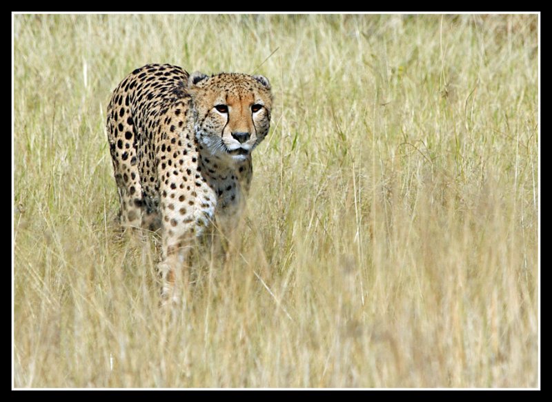 Cheetah, Little Kwara