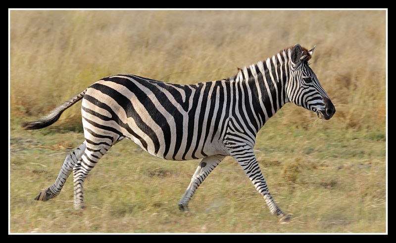Zebra, Little Kwara