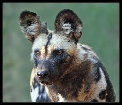 Wild Dog,  De Wildt Cheetah Sanctuary