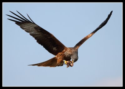 Red Kite feeding on the wing