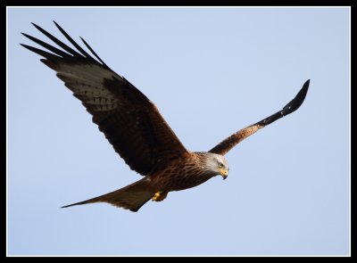 Red Kite