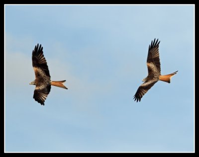 Red Kites chasing one another