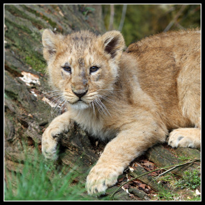 Asiatic Lion Cub