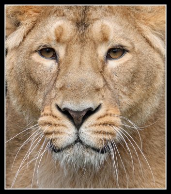 Asiatic Lioness