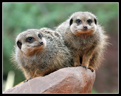 Meerkats