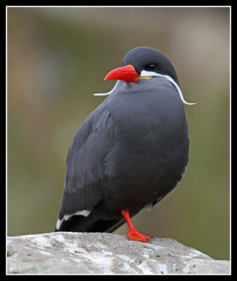 Inca Tern