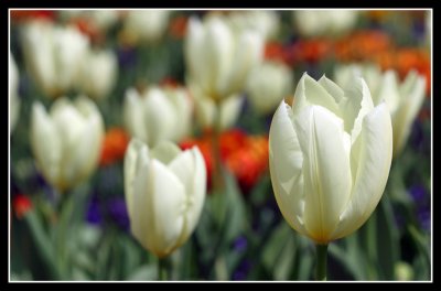 Dyrham Park Tulips