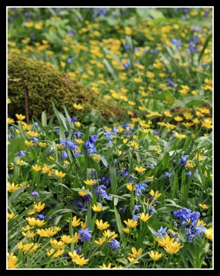 Dyrham Park Spring Flowers