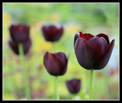 Tulips, Courts Garden