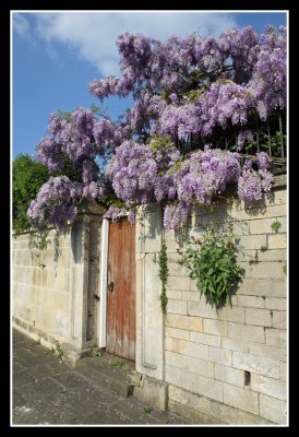 Wisteria Gate