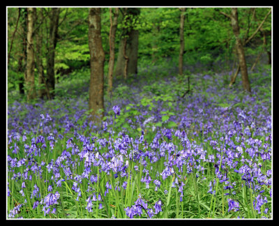 Bluebells