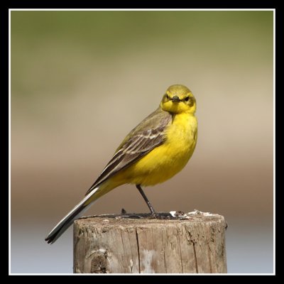 Yellow Wagtail