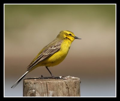 Yellow Wagtail