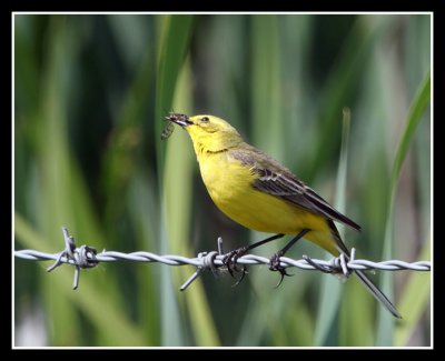 Yellow Wagtail catches lunch